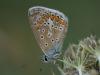 Polyommatus icarus